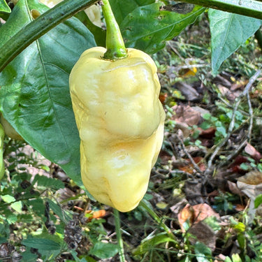 WhyNot - Seeds - The Pepper Pantry (Formerly Marie Sharp's)